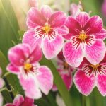 Cómo decorar bodas con orquídeas: ideas únicas y elegantes