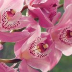 Centros de mesa con orquídeas naturales: ideas y cuidados