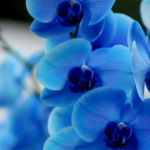 Decora tu oficina con orquídeas: ideas y cuidados