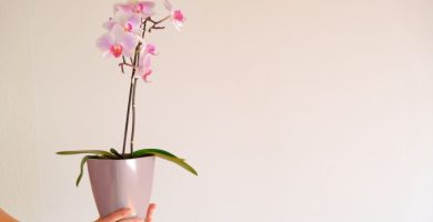 Significado de regalar orquideas