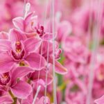 jardín con orquídeas colgantes