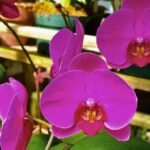 Cómo decorar tu balcón con orquídeas: ideas y consejos