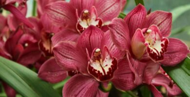 Fertilización de Orquídeas por Estaciones: Cómo Adaptar la Nutrición Durante el Año