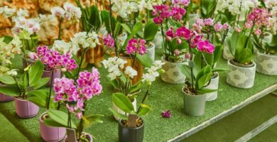 Riego de Orquídeas en Macetas Transparentes: Consejos Prácticos para Mantener la Humedad Adecuada