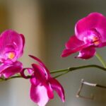 arreglos florales con orquídeas