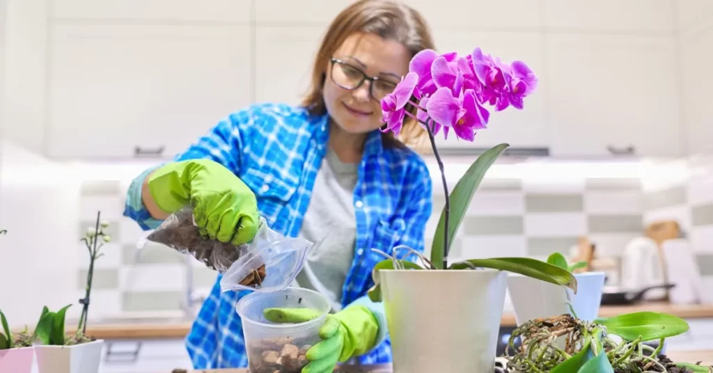 Cómo trasplantar una orquídea phalaenopsis sin dañarla